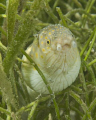   One three sharptail eels cautiously returning jaunt grass. Taken off my dads back porch Roatan D200 105mm macro. grass macro  